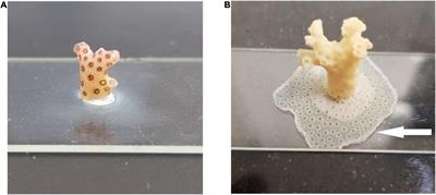 The Distribution Coefficients of Major and Minor Elements in Coral Skeletons Under Variable Calcium Seawater Concentrations